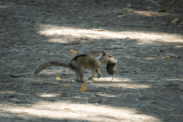 squirrel