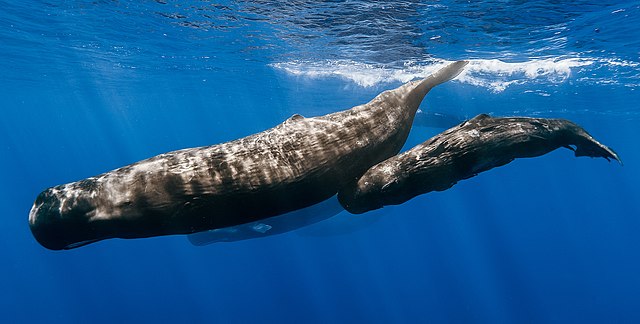 A pod of sperm whales off the coast of Mauritius.