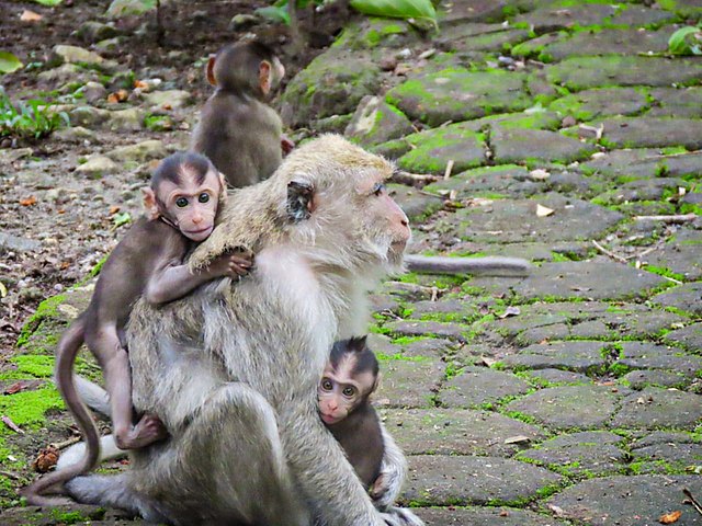The strong mom Macaque