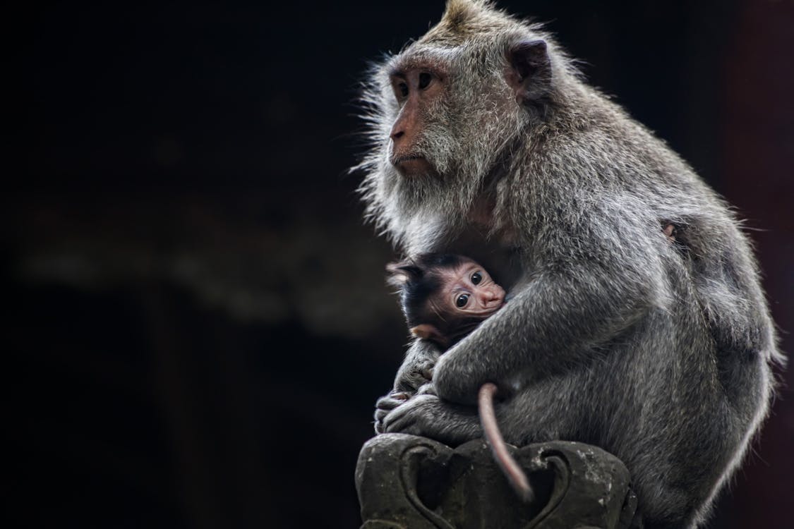 A mother monkey carrying her infant