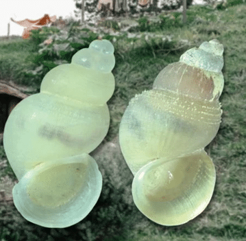 Idiopyrgus meriadoci