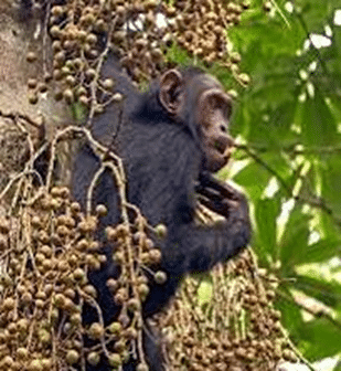 Ape