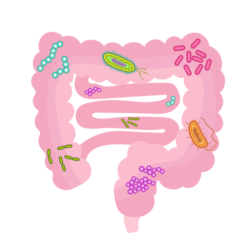 Gut_microbiota