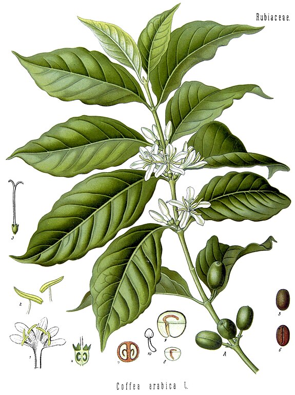 Coffea arabica