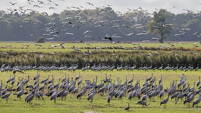 Flock of cranes