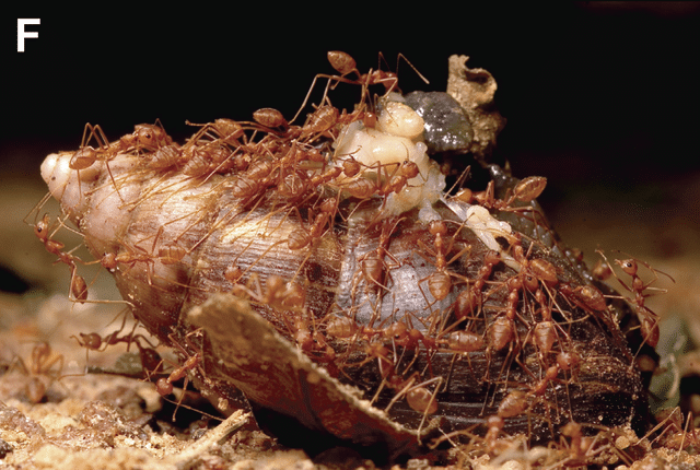 Red weaver ants