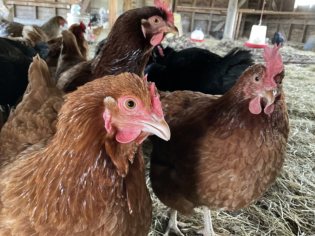 Chickens