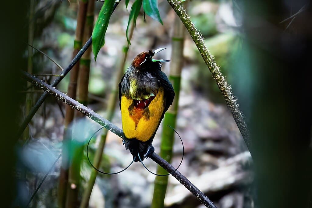 Magnificent Bird-of-Paradise