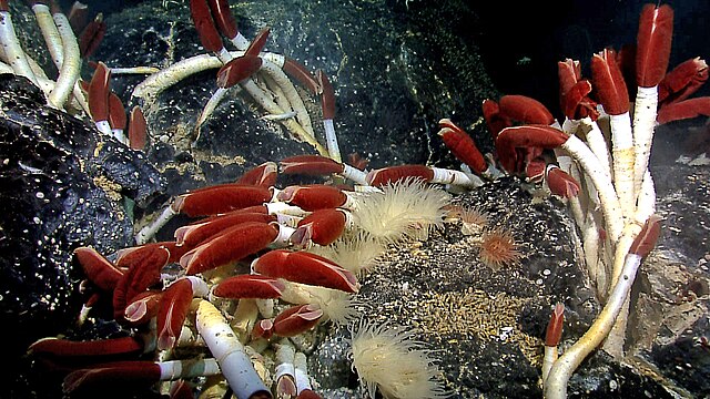 Riftia_tube_worm_colony_Galapagos_2011