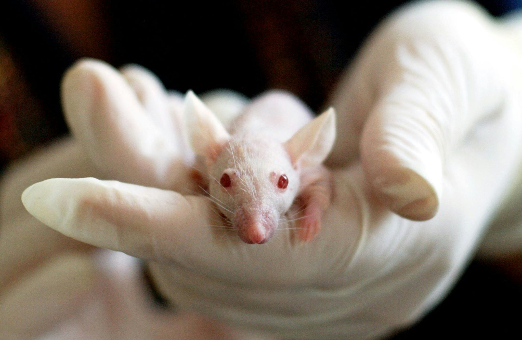 mice held in gloved hands