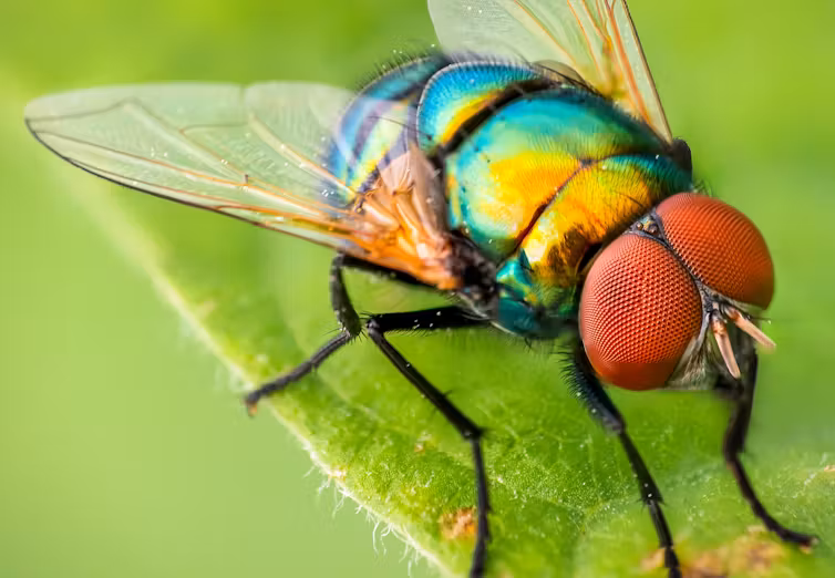 Fly
