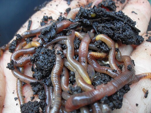 composting worms