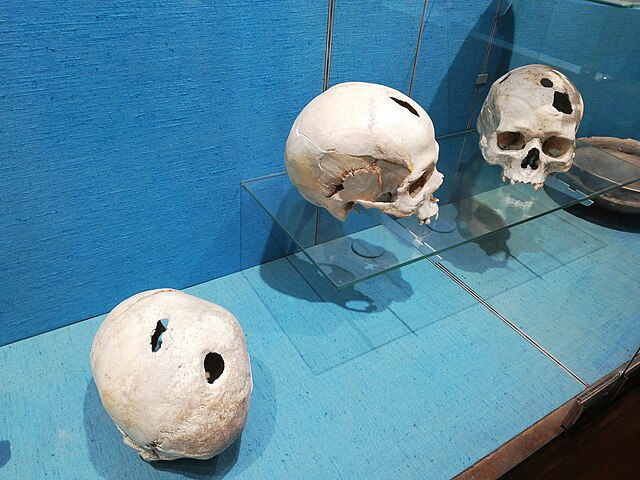Three prehistoric skulls