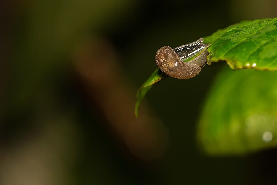 Gastropoda