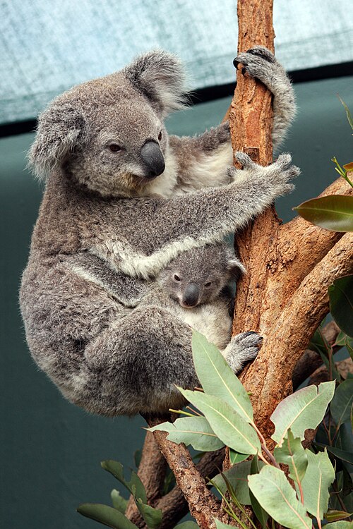 Koala Joey Boonda Sydney