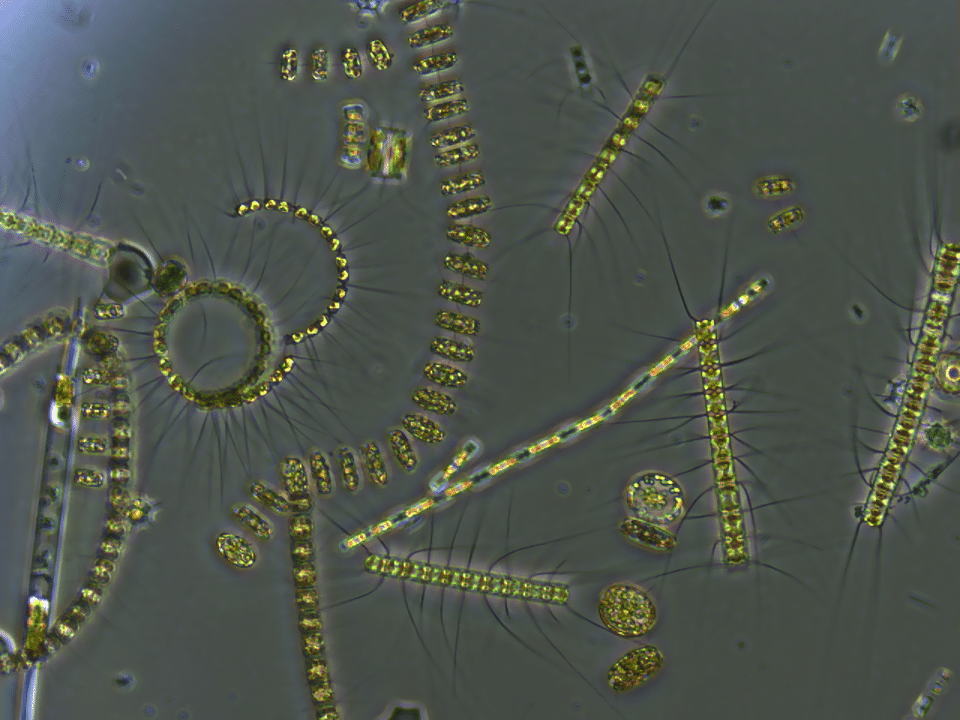 Mixed phytoplankton