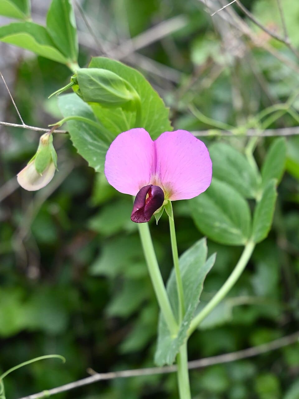 Pisum sativum