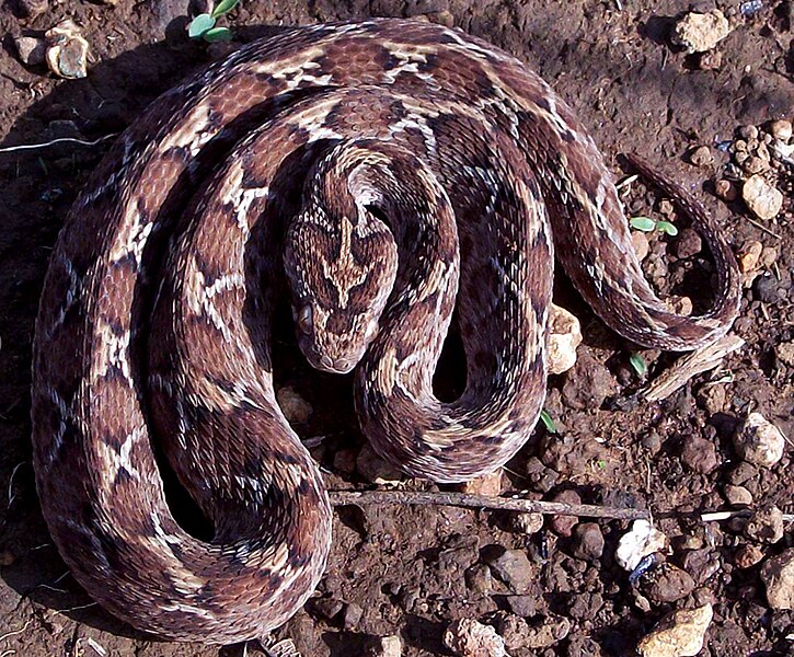 Saw_Scaled_Viper