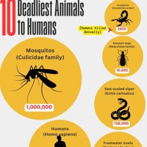 deadliest animals in the world