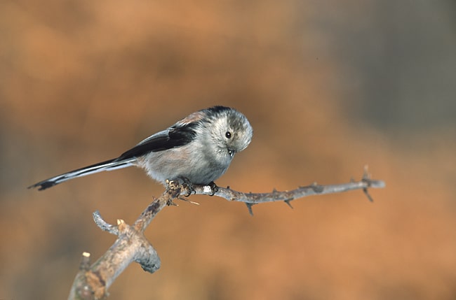 Aegithalos_caudatus