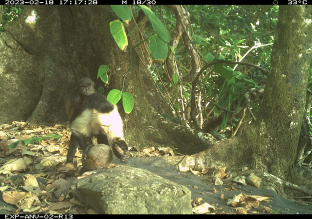 Capuchins