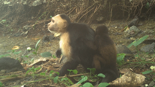 Capuchins