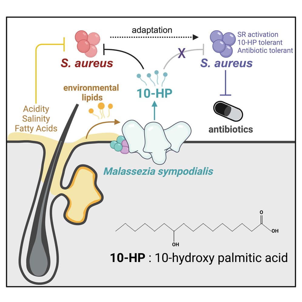 Graphical abstract