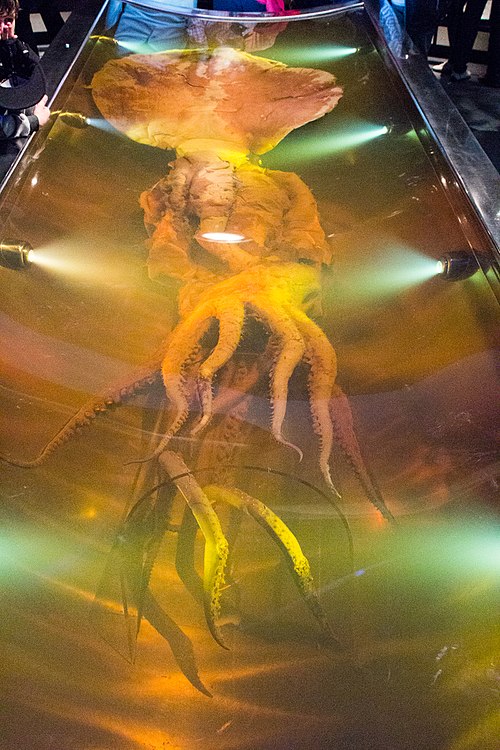 Colossal squid