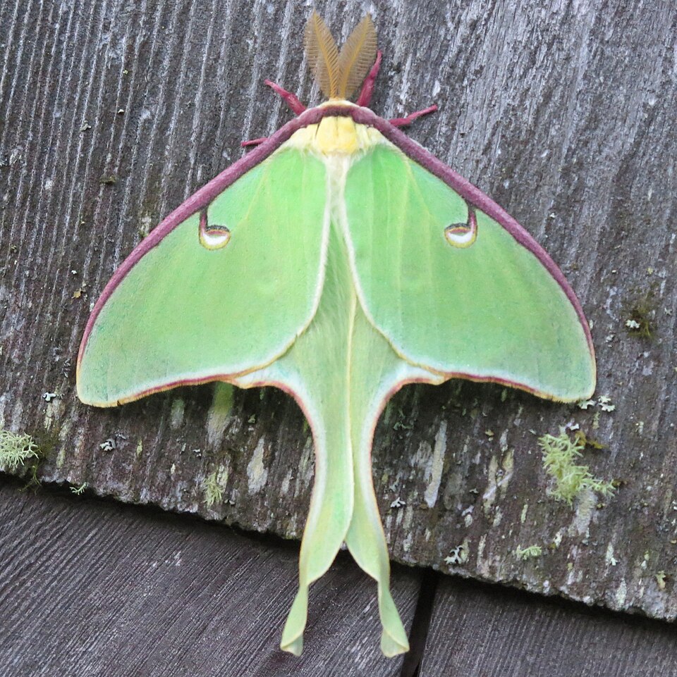 Actias_luna-male