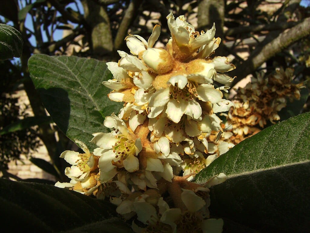 Eriobotrya japonica.