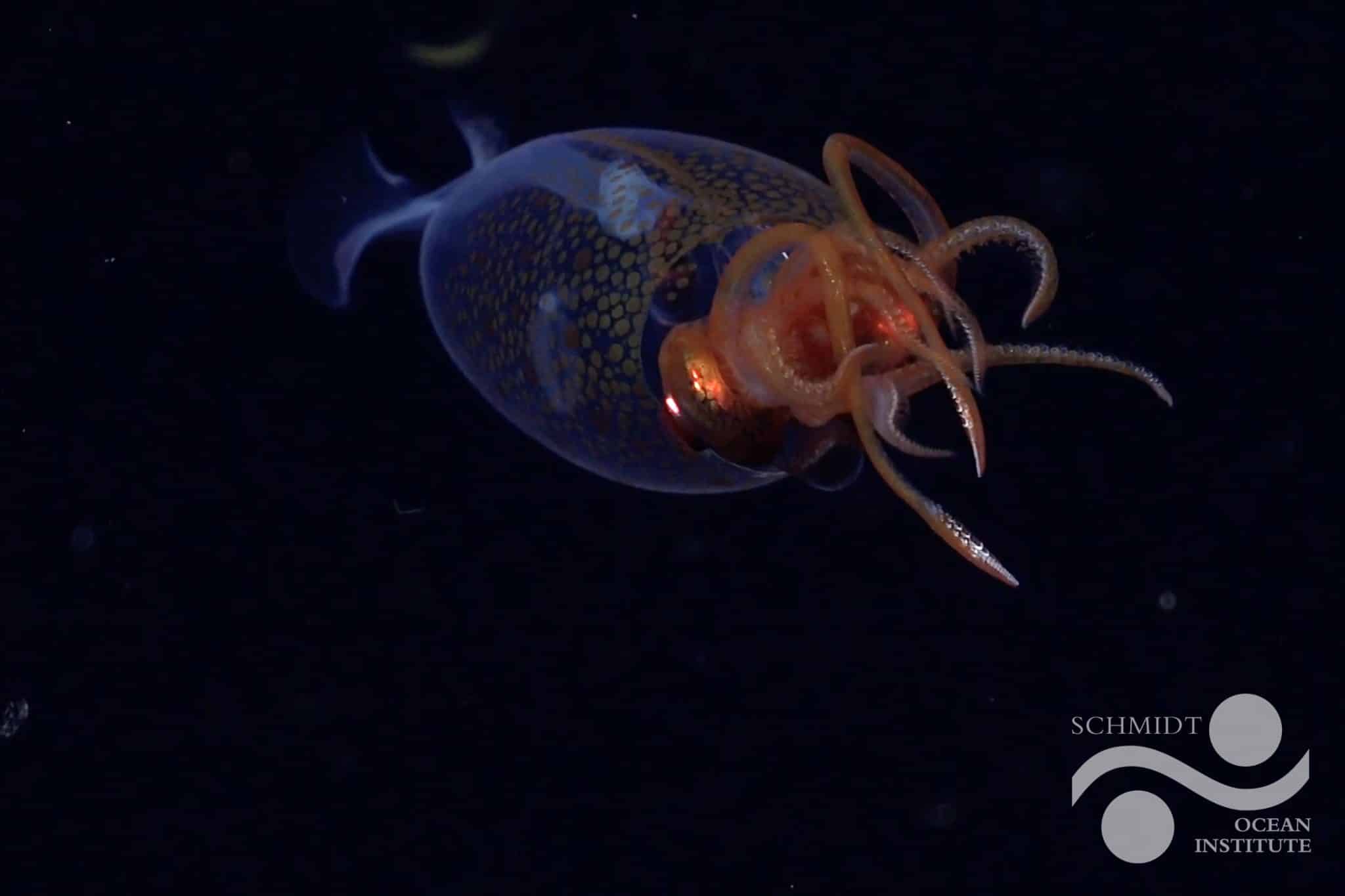 The baby colossal squid