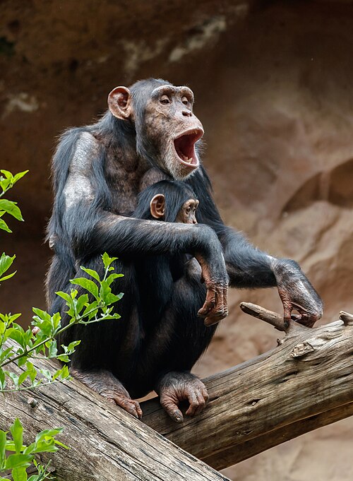 Pan troglodytes