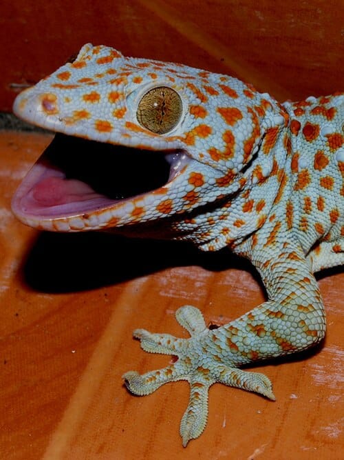 Tokay