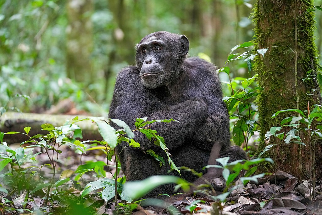 Alpha male chimpanzee