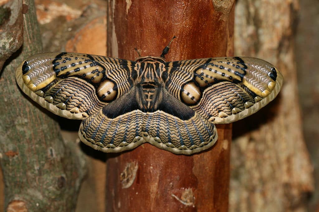 Moths