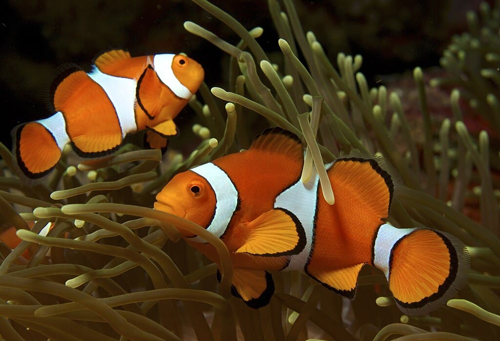 Amphiprion