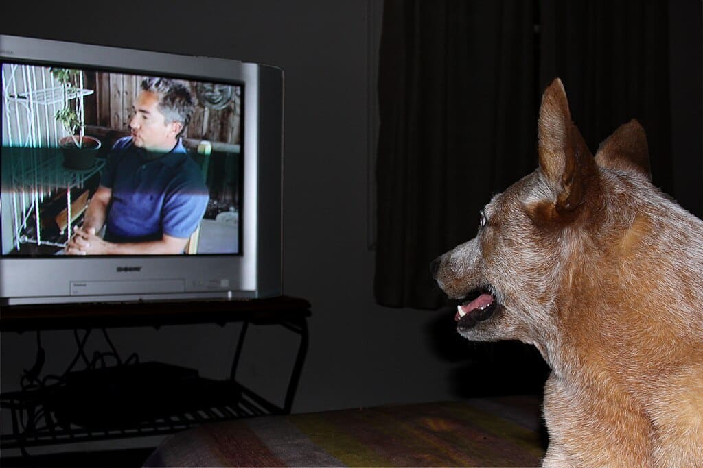 Dog watching TV