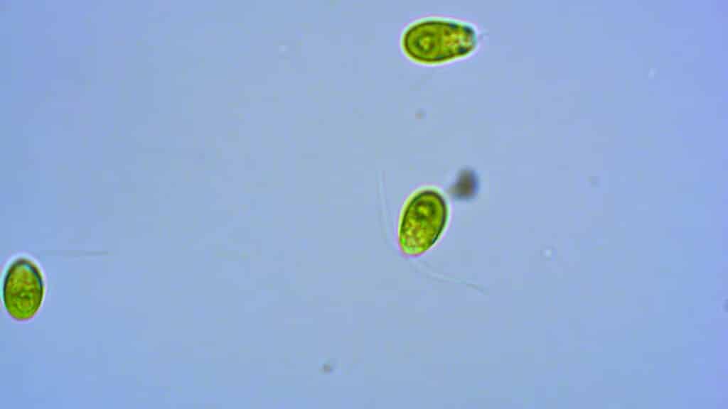 Dunaliella tertiolecta