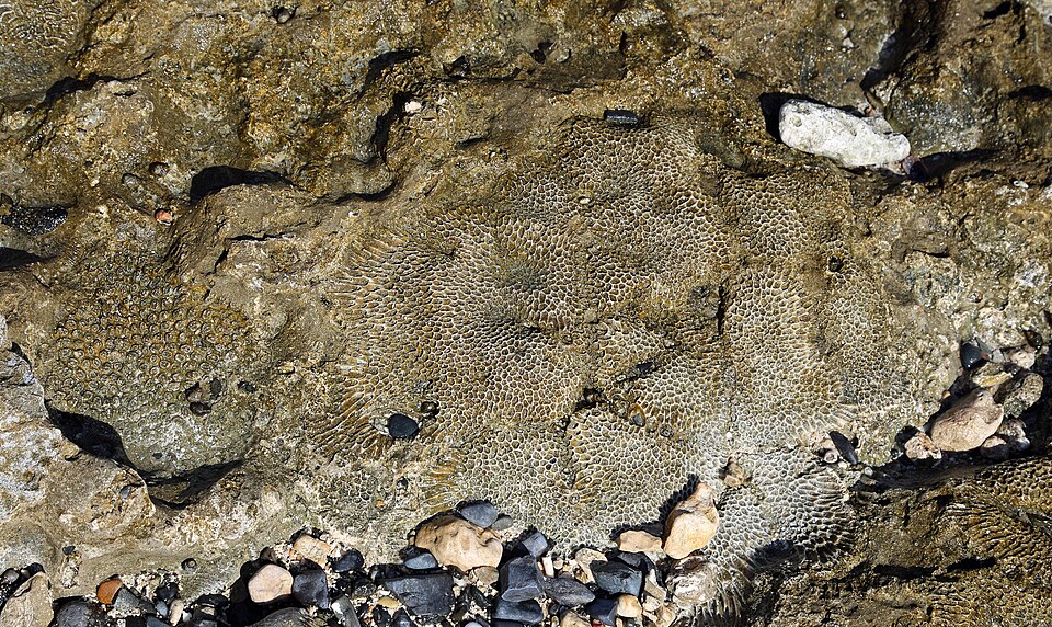 Fossil_Coral_R03