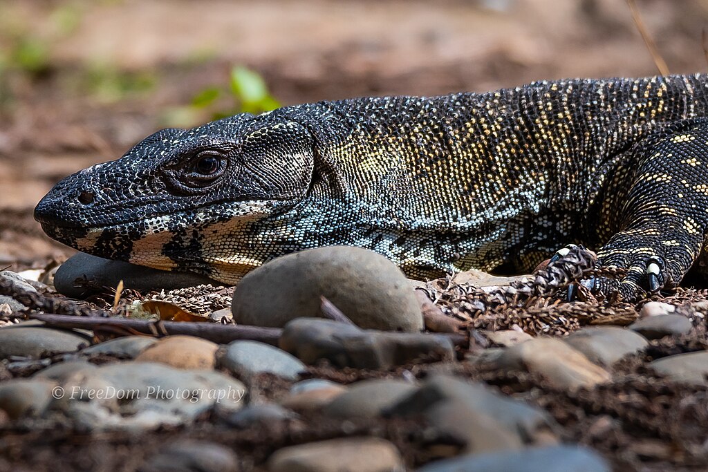 Goanna_Resting