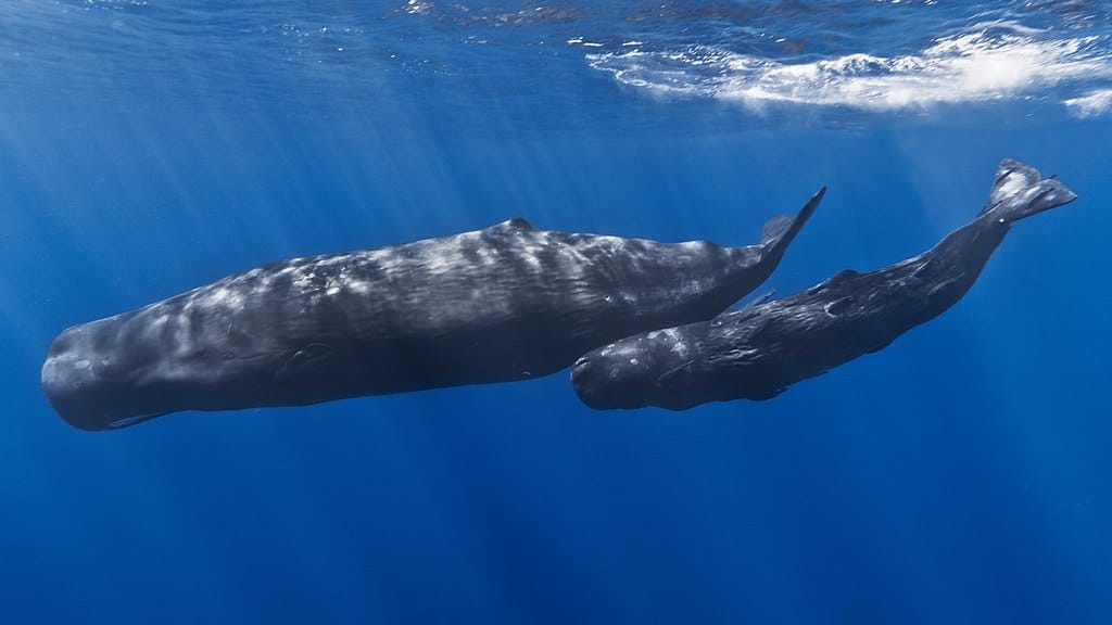 A mother sperm whale