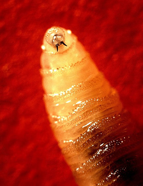Screwworm_larva