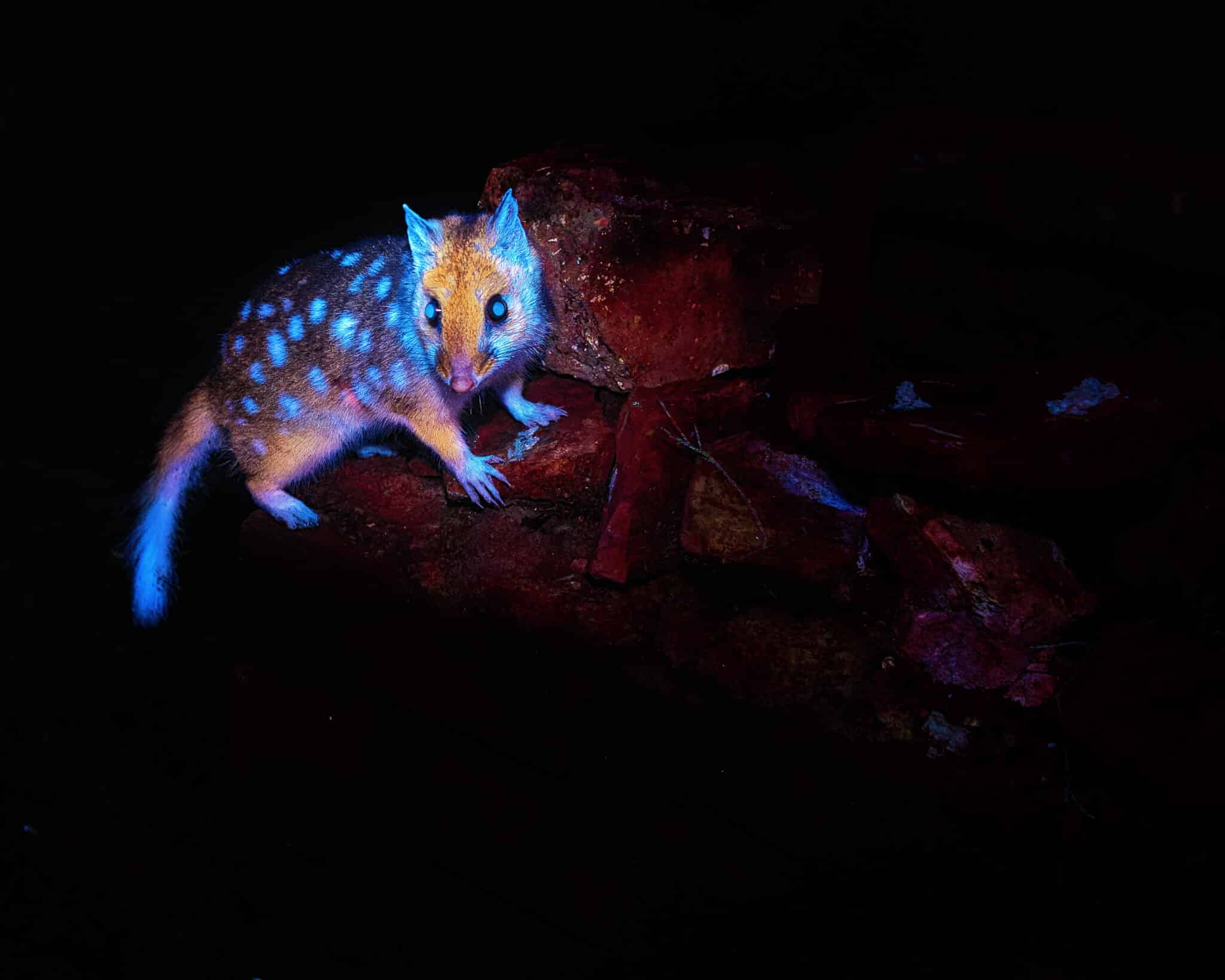 Glow-in-the-dark