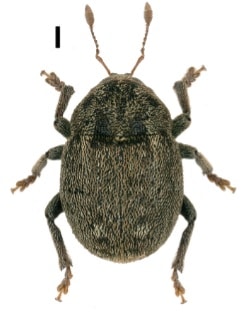 Cryptolarynx variabilis