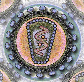 Human Immunodeficency Virus