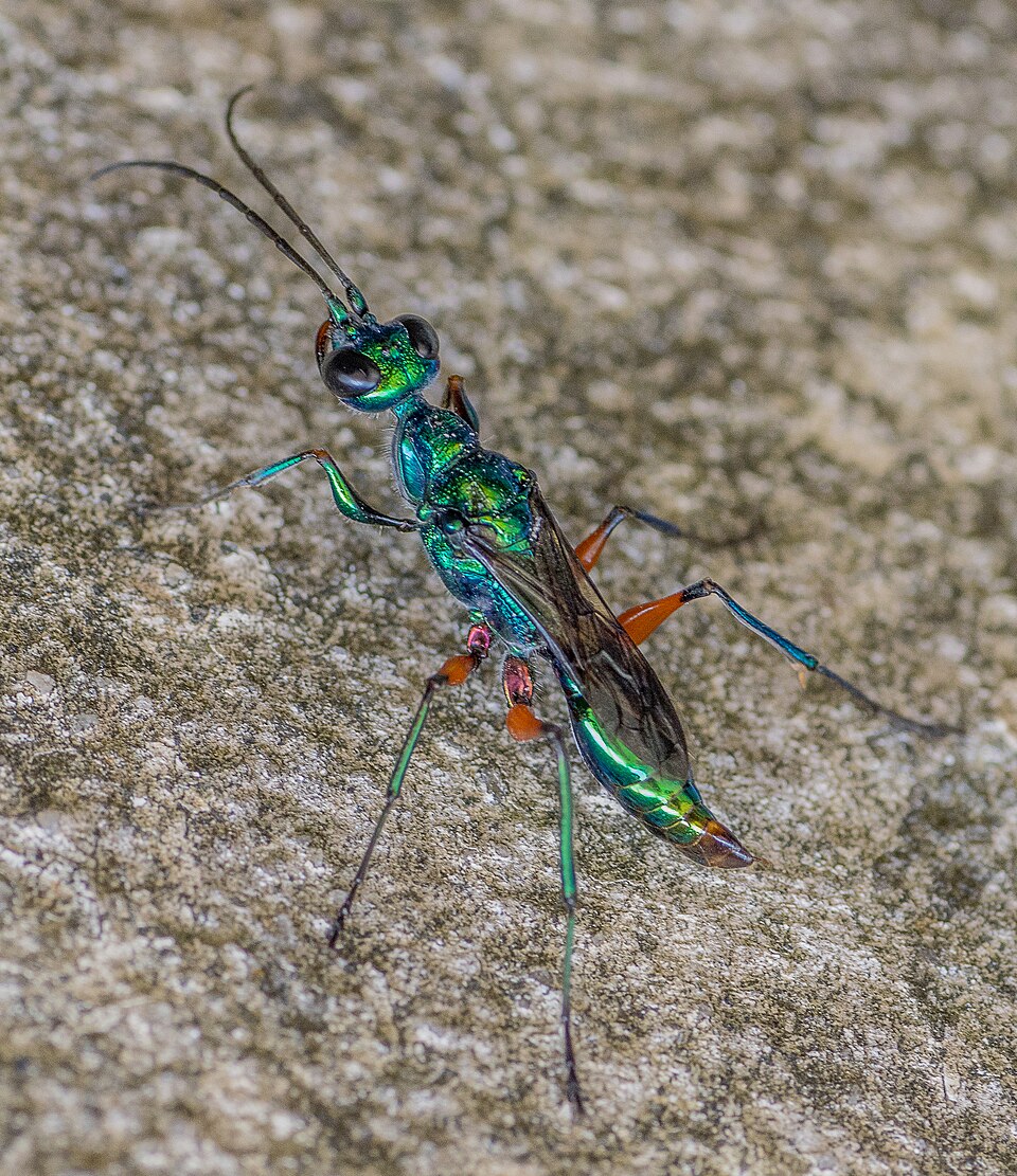 Jewel wasp