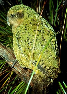 Kakapo