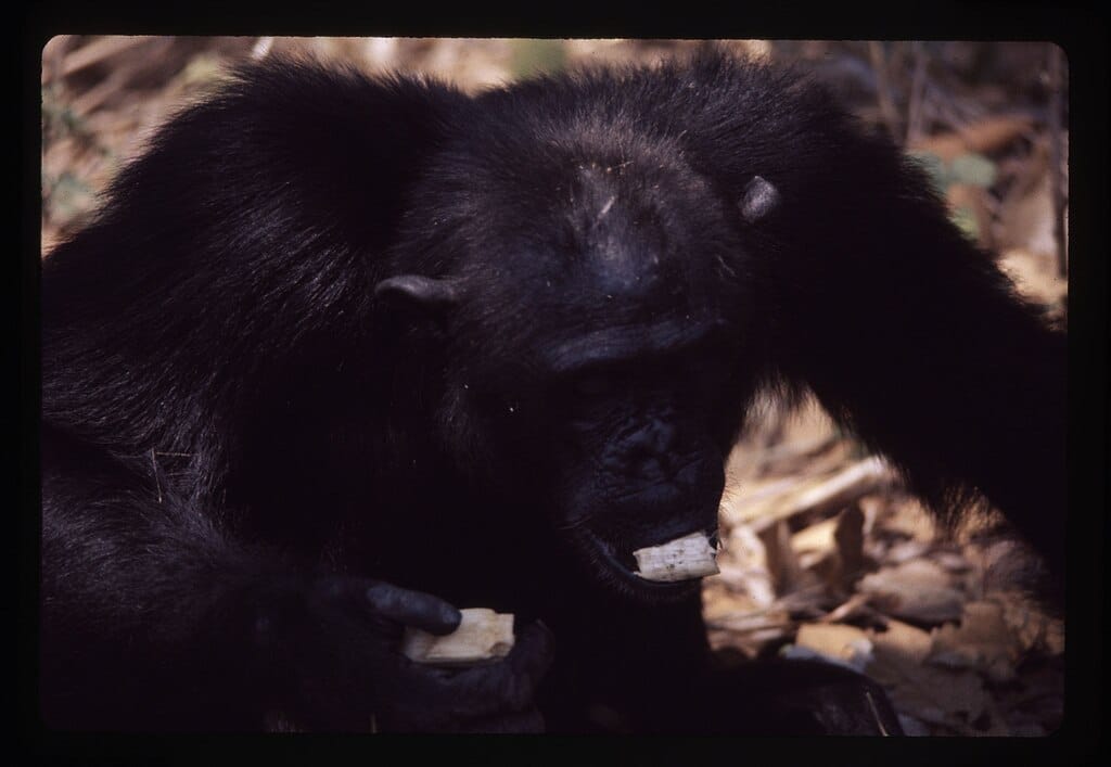 Chimpanzee eating