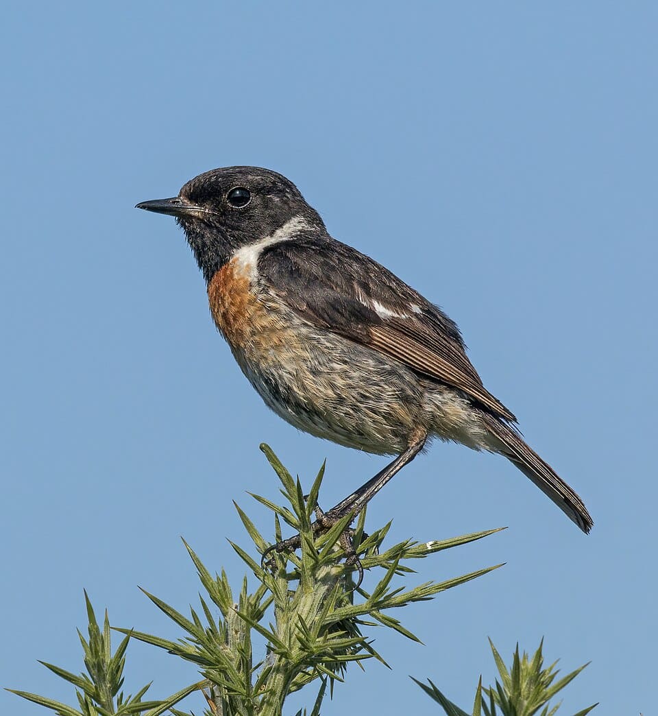 European stonechat
