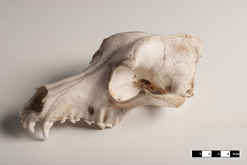 Dog skull